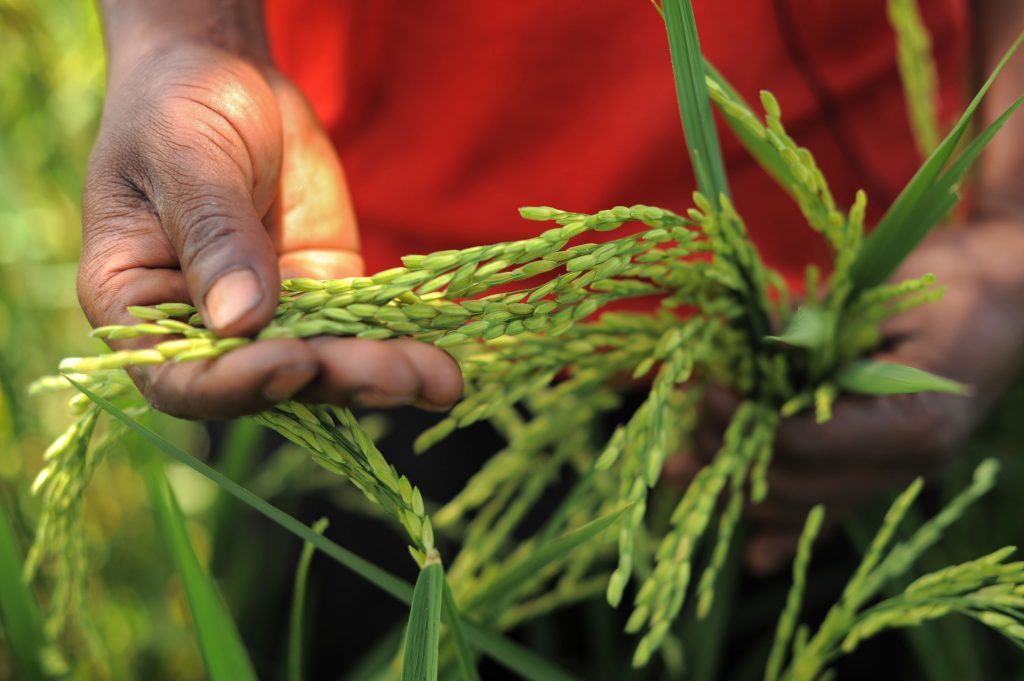 The Success of Implementing a Sustainable Rice Systems Development in